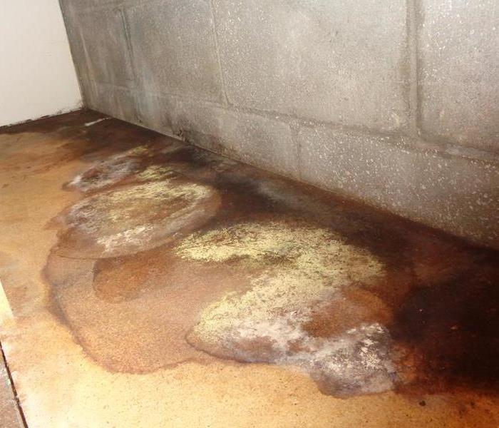 mold in storage room.