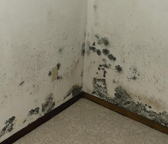 Mold found in corner that was hidden by a bed.